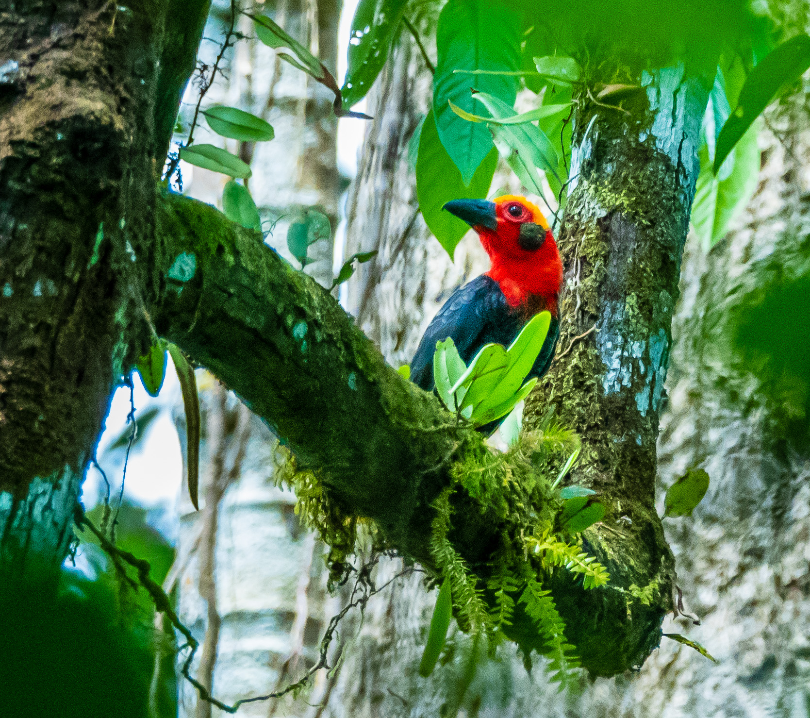 Danum Valley Conservation Area